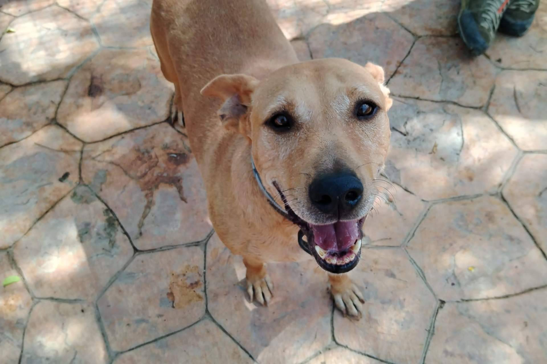 SOS Salvando Vidas España promueve la adopción y el amadrinamiento para rescatar más perros del abandono