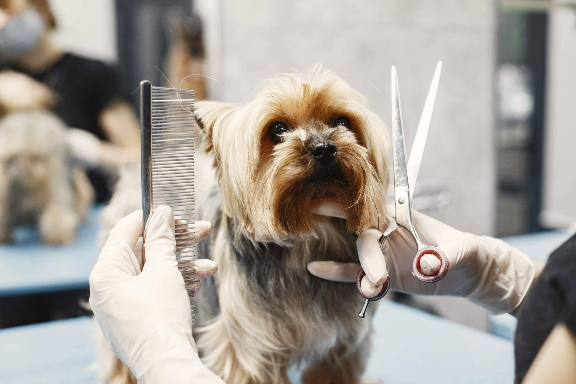 Peluquería y estética canina, una salida profesional en auge con formación práctica en ISED
