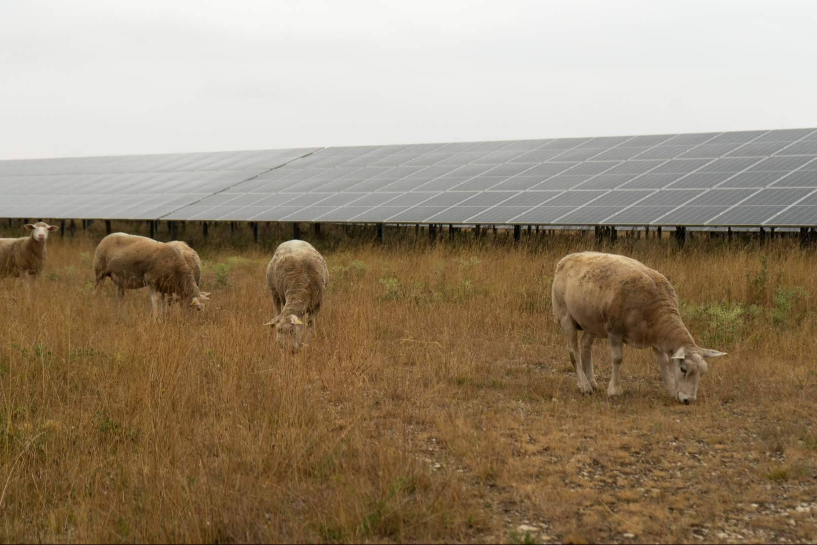 Eficiencia operativa y control remoto para plantas solares; la propuesta de BayWa r.e.