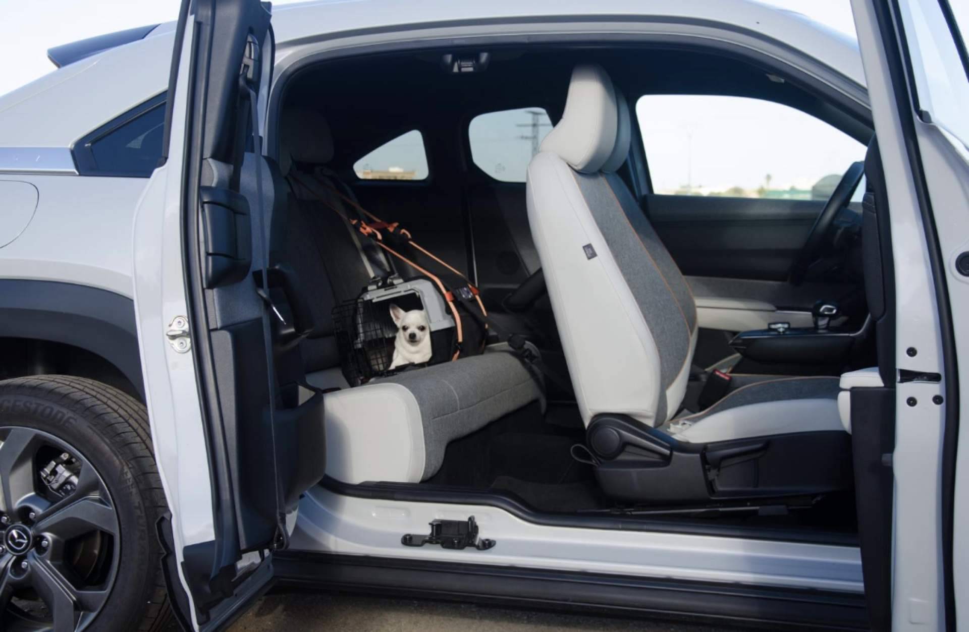 Transportín vs. arnés; la clave para proteger a un perro dentro del coche tras un siniestro