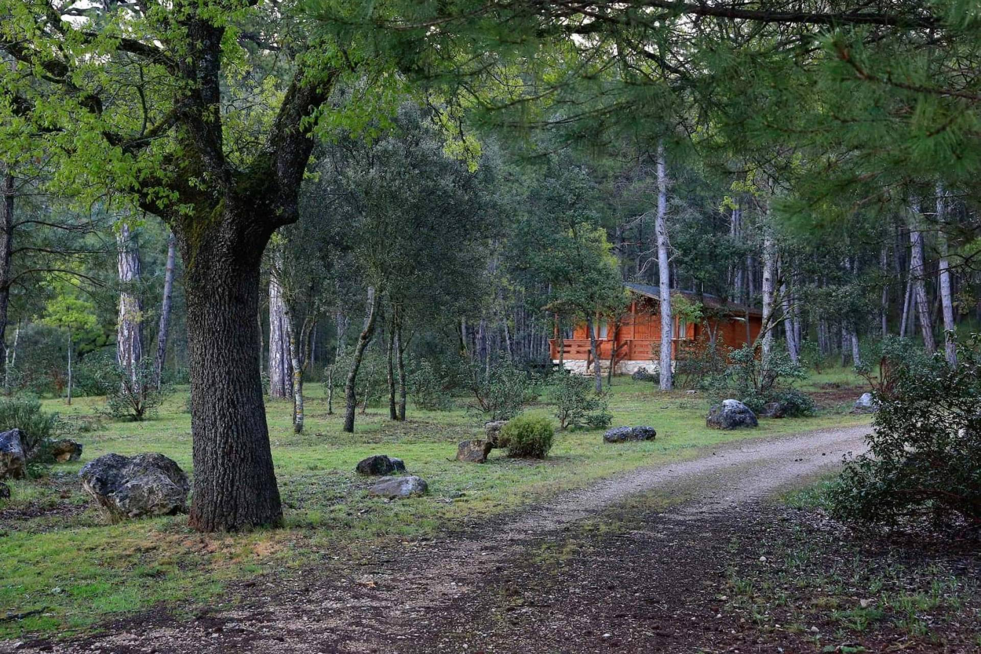 El 'Otoño Rojo' de la Serranía; Cañamares se consolida como destino fotográfico de temporada
