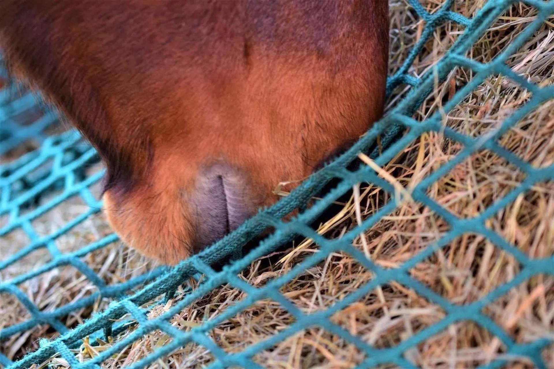 El Slow Feeding consolida su lugar en el mercado español como aliado del bienestar equino y la eficiencia en las cuadras