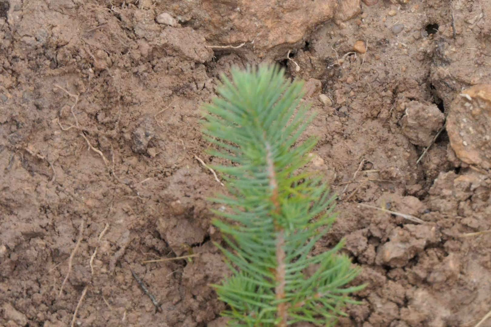 CO2 Gestión impulsa la compensación de huella de carbono empresarial con bosques sostenibles certificados