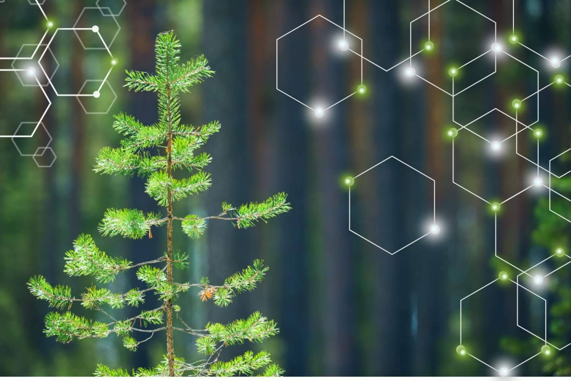 Tecnología, bioeconomía y monte; así se construye la nueva innovación forestal desde CO2GESTIÓN