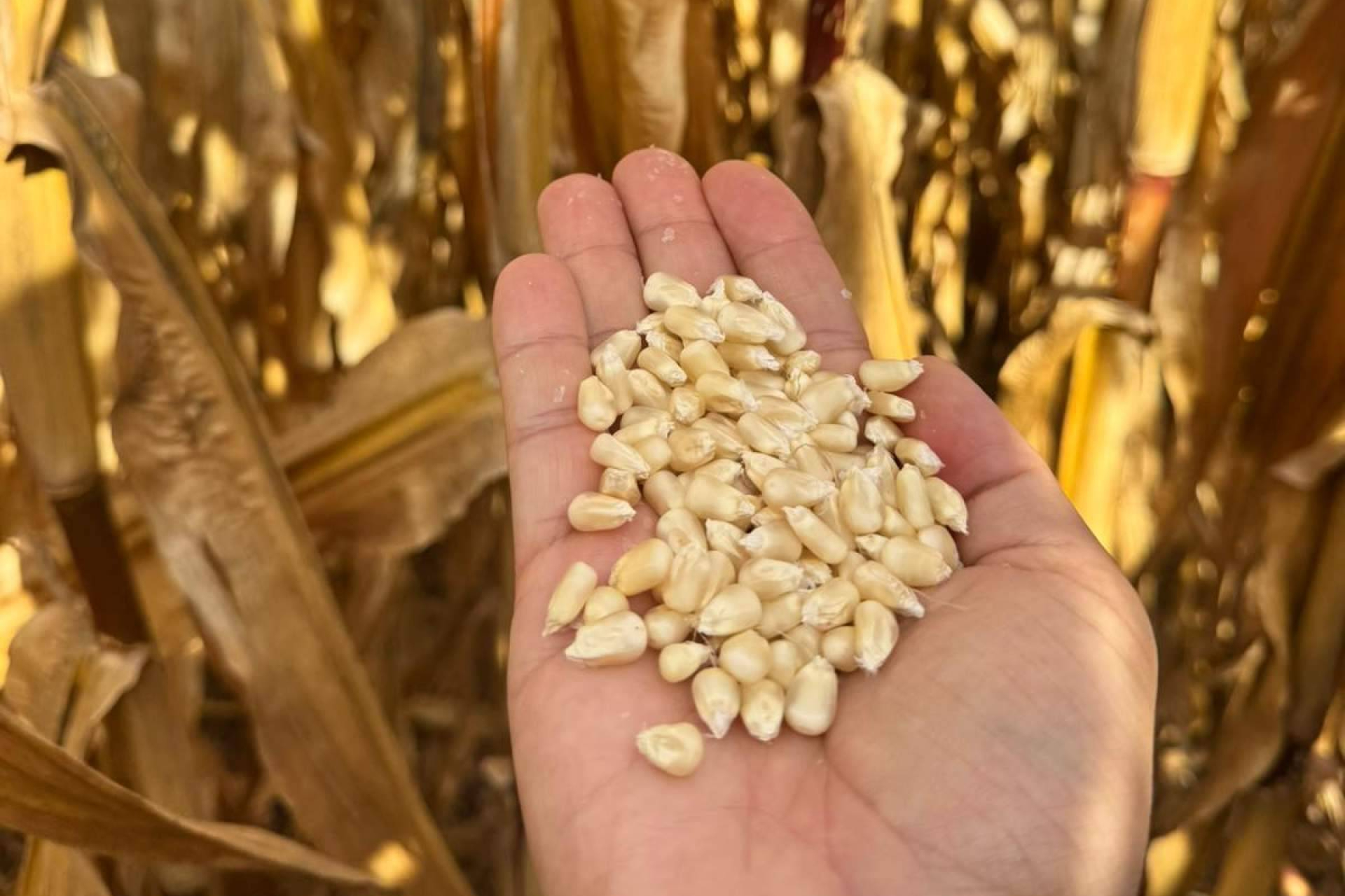 Nixtamalización tradicional; el método con el que Maíz Maya consolida tortillas mexicanas en España