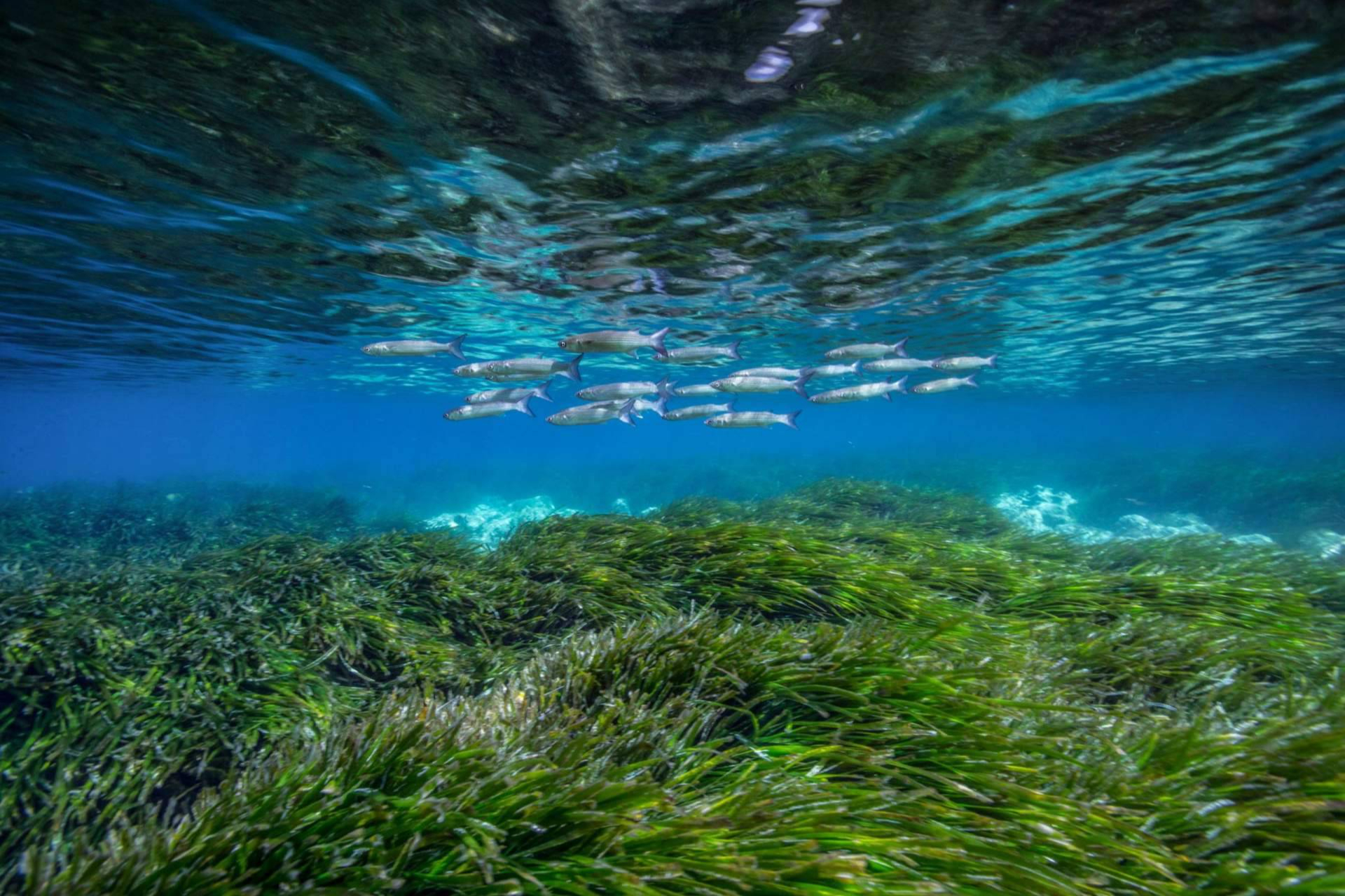 Más de 50.000 plantas de posidonia y un impacto educativo récord en 2025