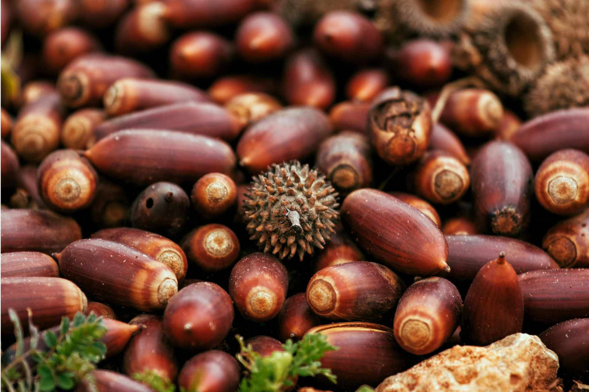 Cocinar sin gluten con harina de bellota; tradición y nuevas posibilidades